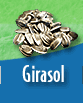 Girasol