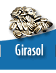 Girasol